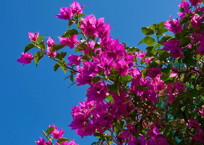 Holiday home La Casa Dei Merli Capri